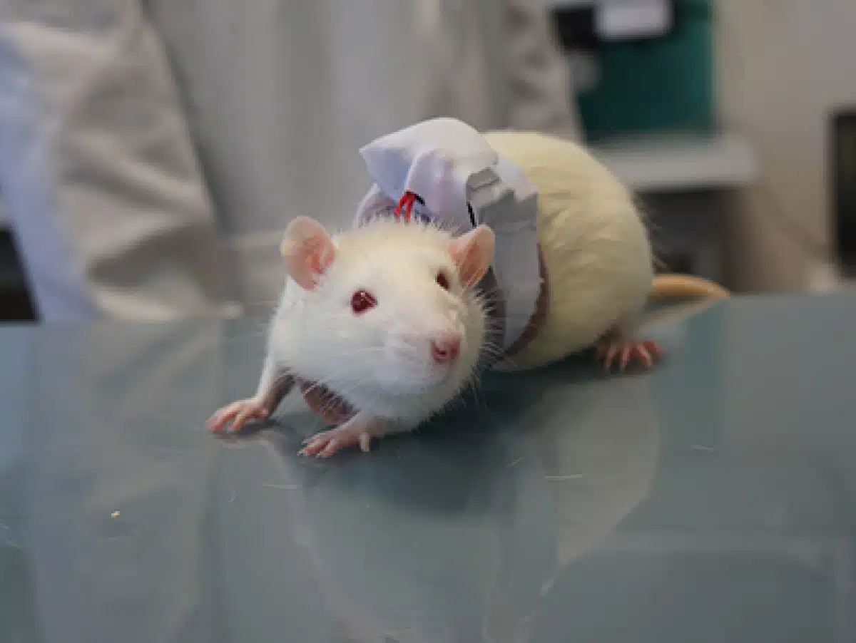 Exploration de l'univers unique du rat blanc soins, comportement et faits intéressants