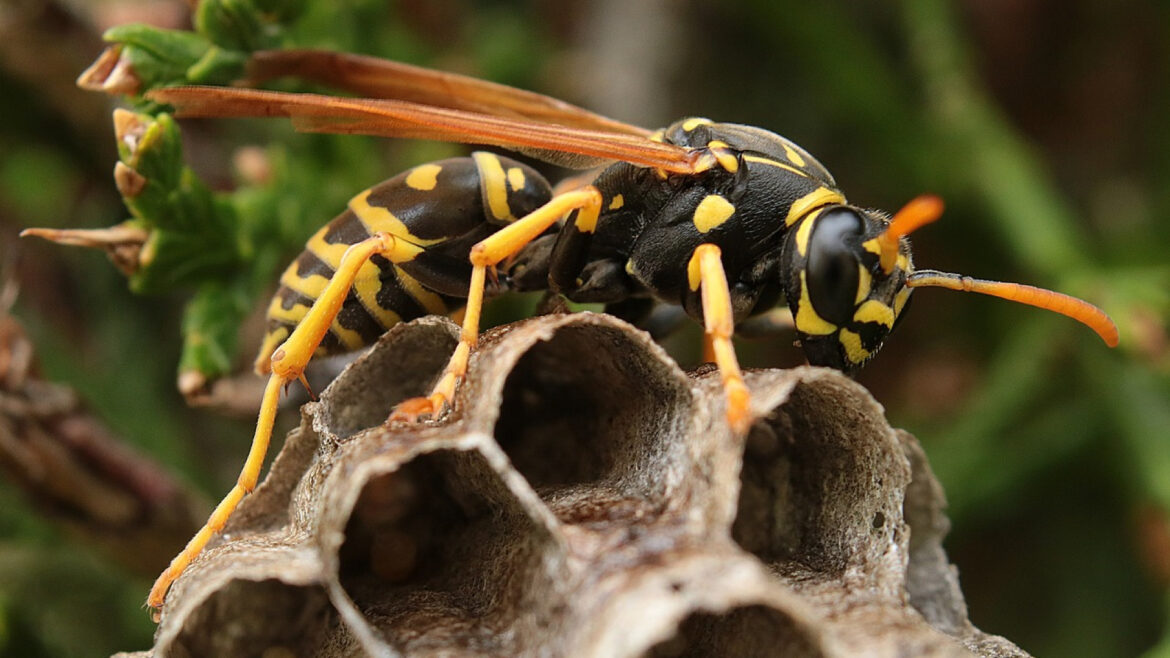 Nid de guêpes dans le jardin : les précautions à prendre